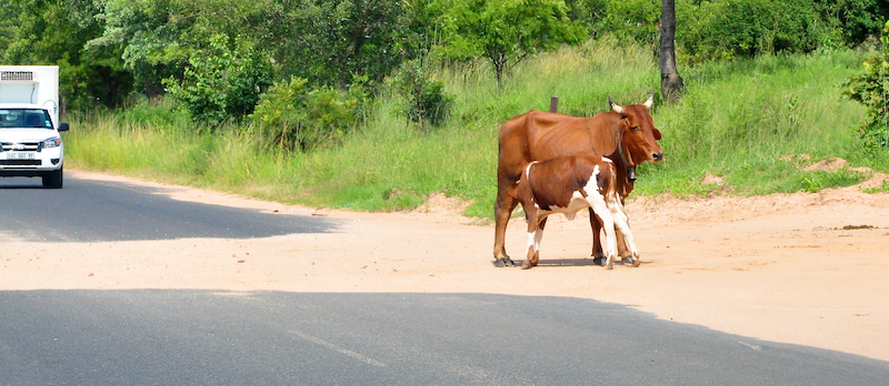 Melanie Heinrich - travel images - Lion Sands Private game reserver Hazyview